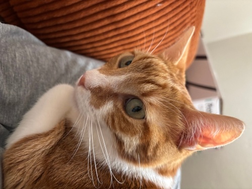 Sevgisi Çok Başka, 6 Aydır Yuva Arıyor fotoğraf