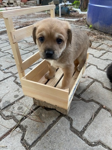İnşaata doğum yapan anne köpek ve yavrularına yuva olmak ister misiniz? fotoğraf