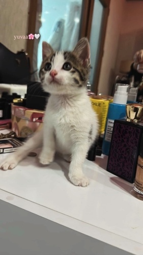 oğlumuza yuva arıyoruz fotoğraf