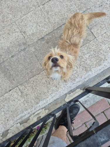 Evden Kaçmış veya Bırakılmış Sahipsiz Köpek fotoğraf