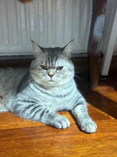 Akıllı ve yakışıklı oğluş yuva arıyor fotoğraf