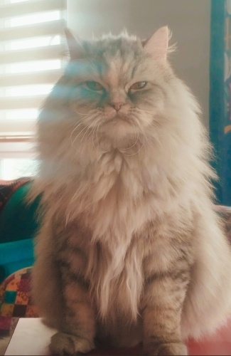 Liliye ömürlük yuva🩷🌸 fotoğraf