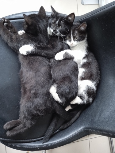 Karaböceklerim🩷🧶 fotoğraf