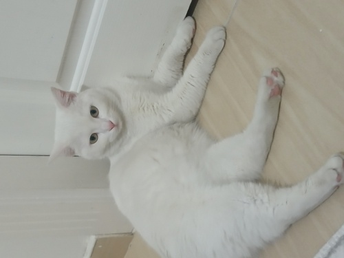 Aşırı oyuncu bir kız çok güzel ve güzel olduğunun farkında fotoğraf