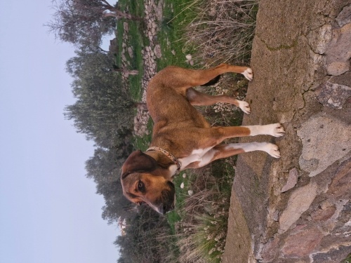 Av köpeği kırması fotoğraf