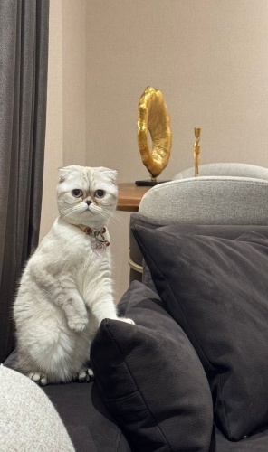 Çok tatlı kedimiz pamuk gibi fotoğraf