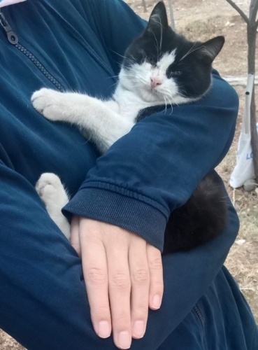 Şanslı ömürlük yuva arıyor fotoğraf