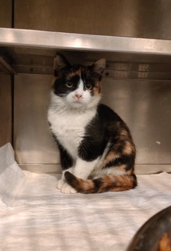 Minnoş Gagi yuvalansın fotoğraf