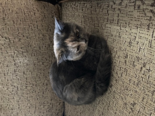 Kucağınızdan ayrılmayan uysal yavruma yuva fotoğraf