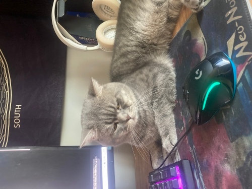 Çok uysal çocuklarla iyi anlaşan Loki’me yuva fotoğraf