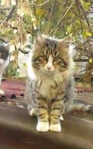 Tüy yumağı ponçik.İran kedi yavrusu fotoğraf