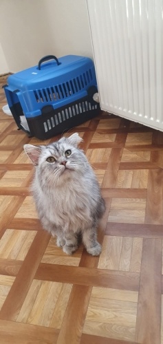 Sokağa atılmış bir prens fotoğraf