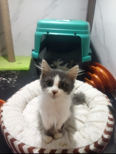 Sokakta korkmuş şekilde bulundu fotoğraf