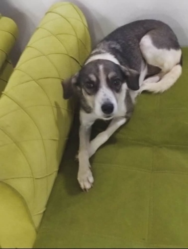 Çokk acil açıklamayı okuyun fotoğraf