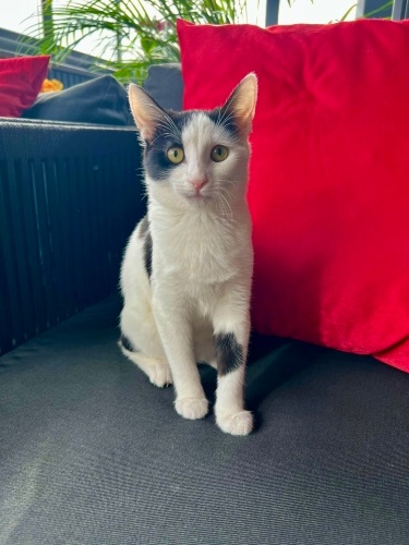 3 aylık Dişi- Çok insancıl fotoğraf