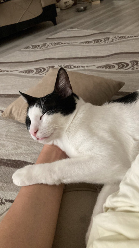 Turşu’ya Yuva Arıyorum fotoğraf