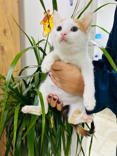 Bu minik kıza yuva arıyoruz.. fotoğraf