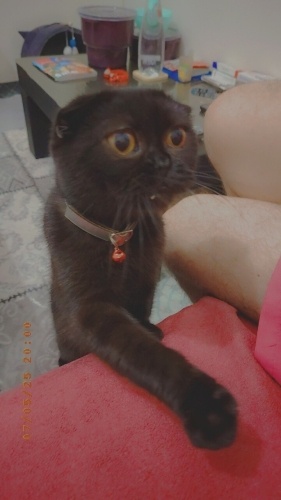 Yurtdisina getdiyim için kedimi veriyorum fotoğraf