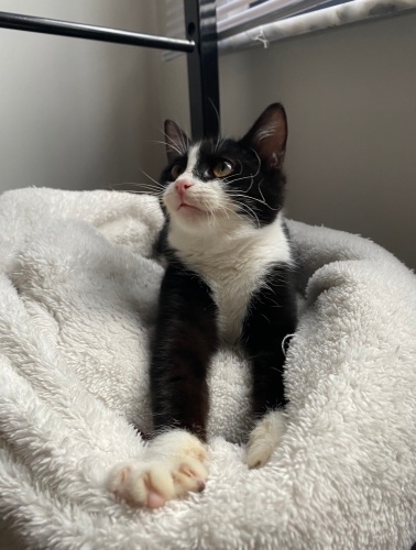 Maske yuvasını arıyor (dişi smokin)🐾 fotoğraf