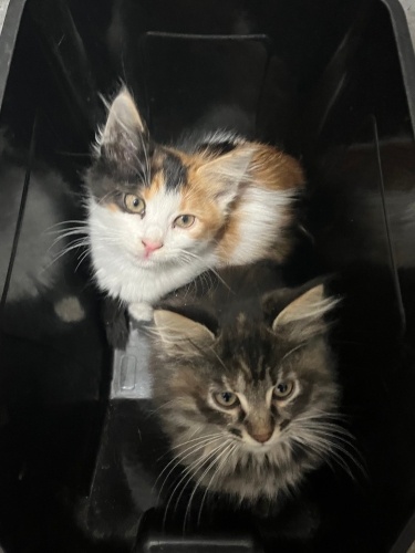 Bu tatlı bebeklere acil yuva arıyoruzzzzzz fotoğraf