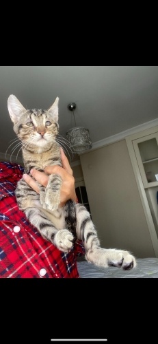 İkinci, üçüncü kedi olabilecek kadar sakin kızıma yuva fotoğraf