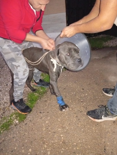 Cane Corsa 10 aylık yuva arıyorum fotoğraf