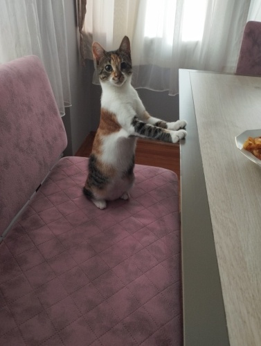 ACİİLL ‼️KISIR ‼️BİR GÖZÜ SEN OL‼️ fotoğraf