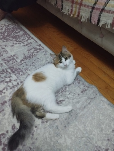 VAN KEDİSİ -NORVEÇ MELEZİ fotoğraf