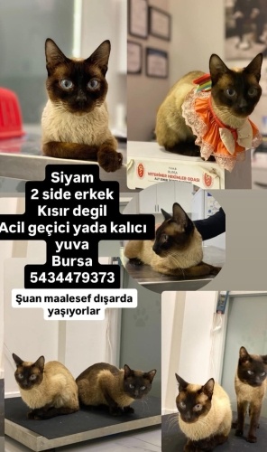 ACİİLL ‼️ACİİLL ‼️ACİİLL ‼️DİŞİ VE ERKEK SİYAMLAR‼️ fotoğraf