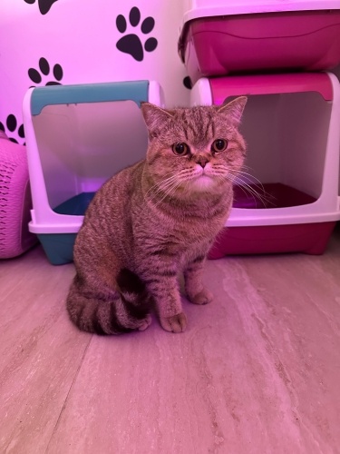 1-1.5 YAŞLARINDA GOLDEN BRİTİSH SORTHAİR fotoğraf