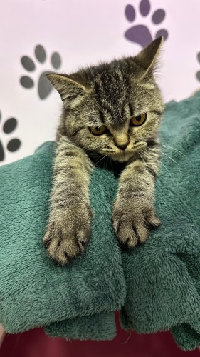 YAKLAŞIK 5 AYLIK BRİTİSH SORTHAİR fotoğraf