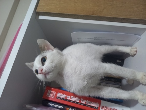 Dünya Güzeli Bir Pamuk Şeker fotoğraf