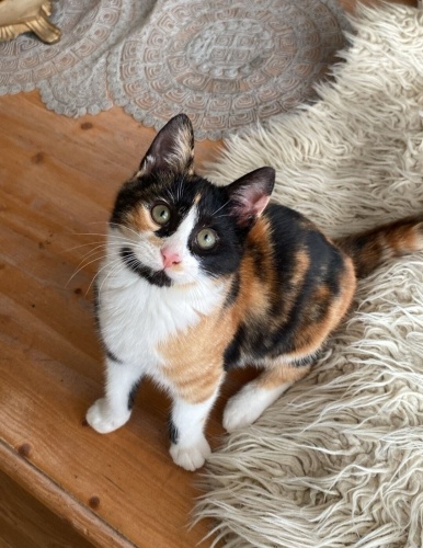 Acil yuva aranıyor fotoğraf