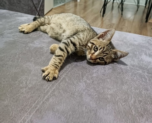 Çok uysal bir kedi kendine yuva arıyor fotoğraf