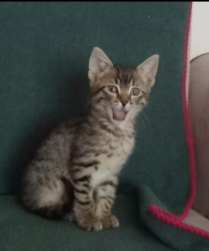 Acil yuva aranıyor fotoğraf