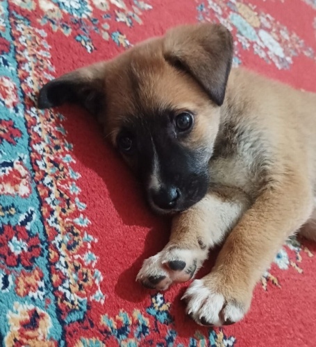 Acil yuva aranıyor fotoğraf