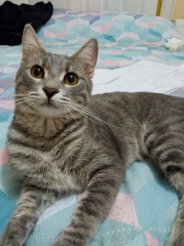 Acil ilan prens yuva arıyor fotoğraf