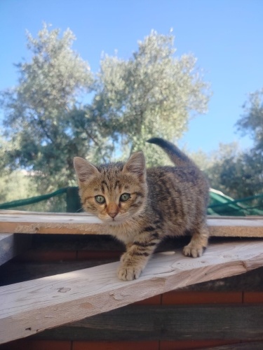 Tatlıuysalkedieviniariyor fotoğraf