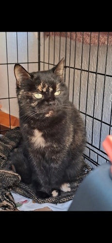 Ücretsiz sahiplenme pofidik British kaliko acil yuva fotoğraf