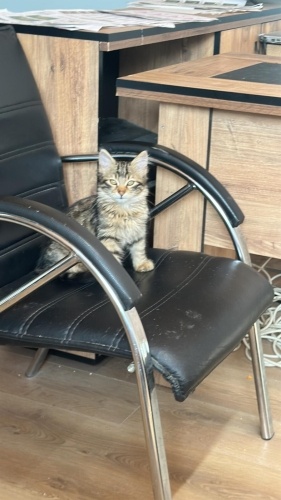 ŞIMARIK OĞLUMUZA YUVA fotoğraf