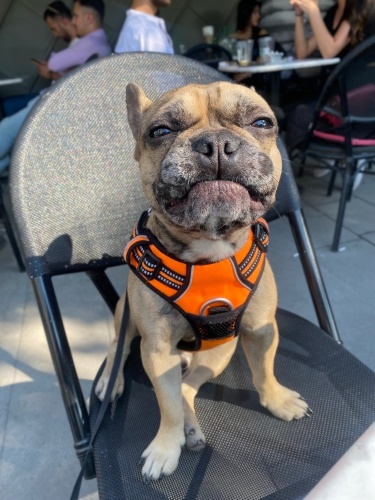 FRANSIZ BULLDOG - DEX fotoğraf