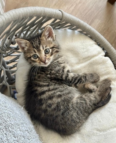 Nokta’ya ömürlük yuva fotoğraf