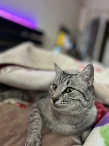 British uysal sevimli kediye yuva arıyoruz fotoğraf