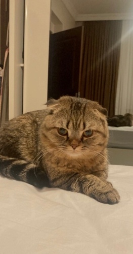 Uysal dostumuz zeusu sahiplendirmek istiyoruz fotoğraf