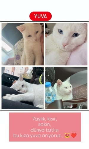 Ücretsiz sahiplendirme fotoğraf