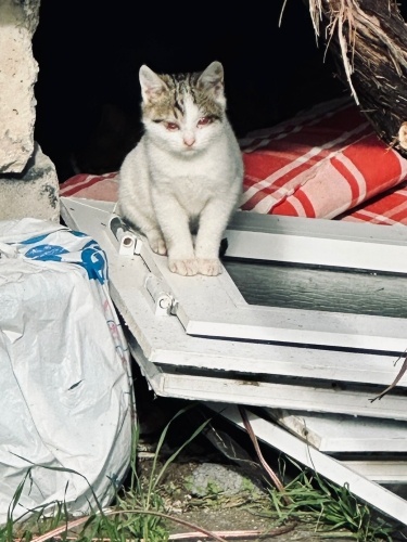 Kör yardıma muhtaç fotoğraf