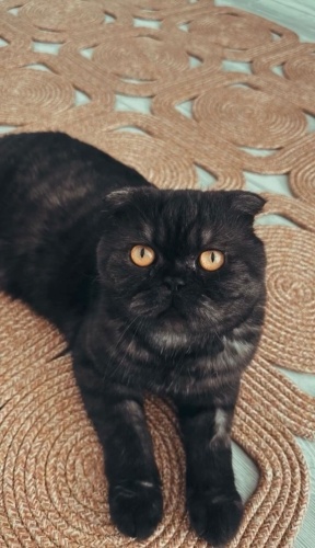 ISSIZ BİR PARKA TERK EDİLEN CASPER ACİLEN ÖMÜRLÜK YUVASINI ARIYOR🆘🆘🆘 fotoğraf