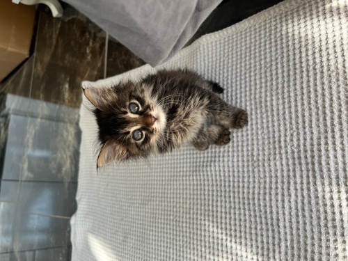 1.5 Aylık Tekir Kedi fotoğraf