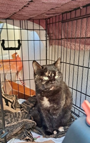 Bihter ömürlük yuvasını arıyor fotoğraf