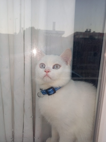 Ömürlük yuva arıyoruz fotoğraf